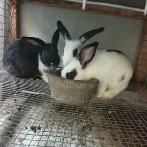 Quality 3 Months Rabbits