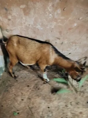 Female Goat