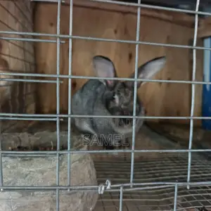 Pregnant Rabbit