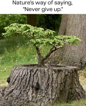 NRI Nature's Gift