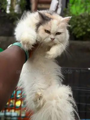 6-12 months Female Purebred Persian