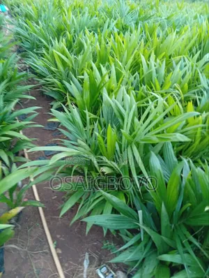Tenera Oil Palm Seedling