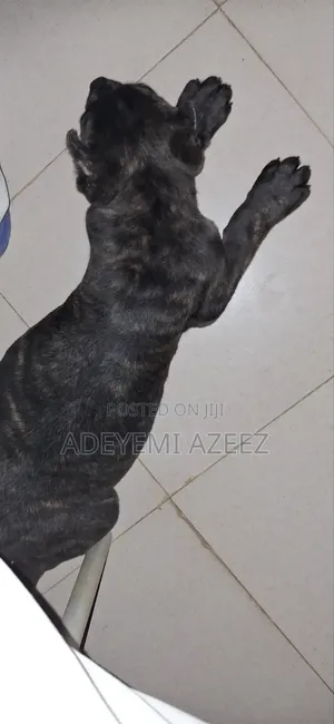 6-12 months Male Purebred Cane Corso