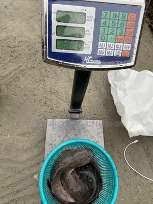 Fresh Catfish
