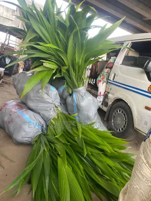 Coconut Seedlings