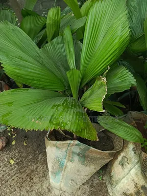 Ruffled Fan Palm