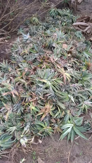 Pineapple Sucker