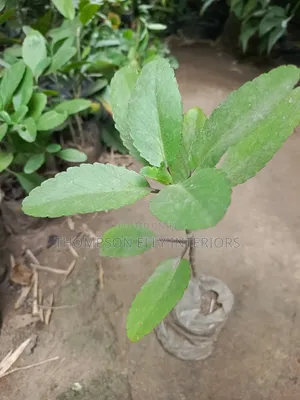 Miracle Leaf