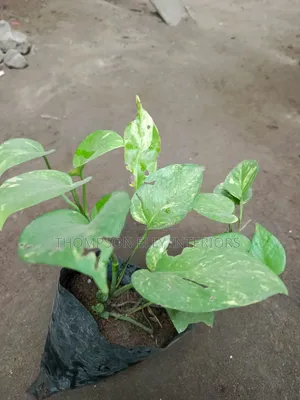 Golden Pothos/Money Plant
