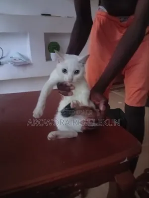 3-6 months Female Mixed Breed Cat