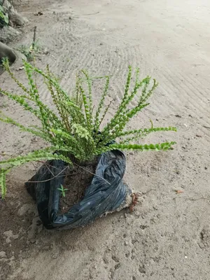 Button Fern (Pellaea Rotundifolia).