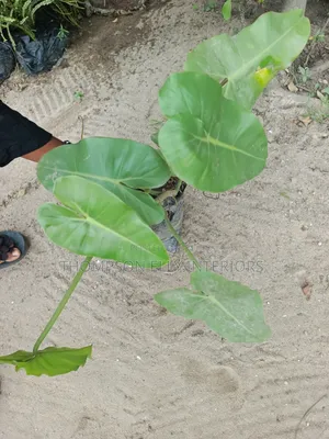 Philodendron Plant (Broad Leaf Variety)