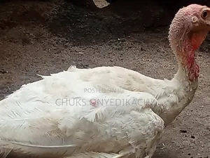 Matured Foreign Turkeys . Meat Go Full Bucket