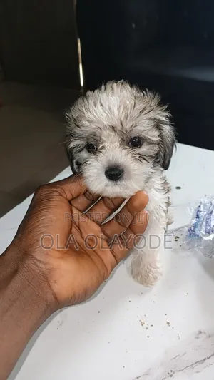 1-3 months Male Purebred Lhasa Apso