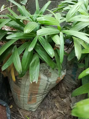 Broadleaf Lady Palm