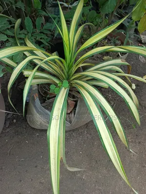 Spider Plant