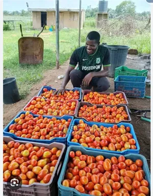 Premium Farm-Fresh Tomatoes, Carefully Harvested for Quality Freshness
