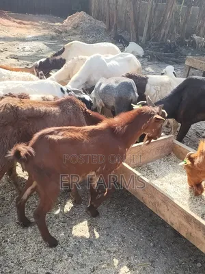 Livestock Farming