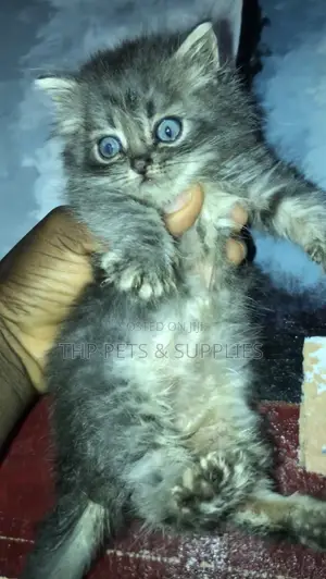1-3 months Male Purebred Persian