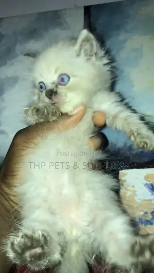 1-3 months Male Purebred Persian