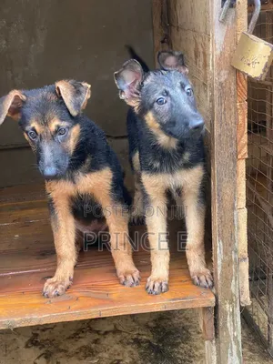 1-3 months Female Purebred German Shepherd