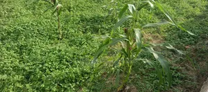 Hectares of Comprehensive Plot of Land for Sale In,Kurudu, Abuja.