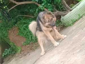 1+ year Female Mixed Breed Caucasian Shepherd