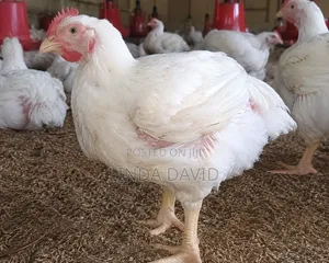 Broiler Chicken 3months Plus