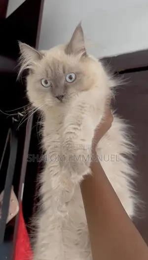 1-3 months Male Purebred Ragdoll