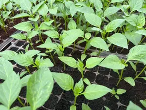 Super Habanero and Bell Pepper Seedlings