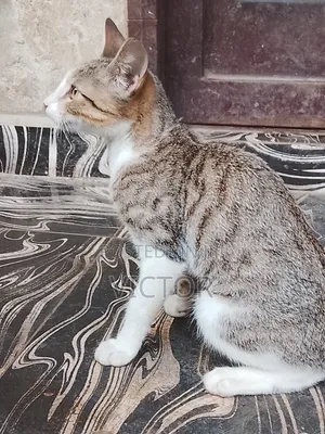 3-6 months Male Mixed Breed Cat
