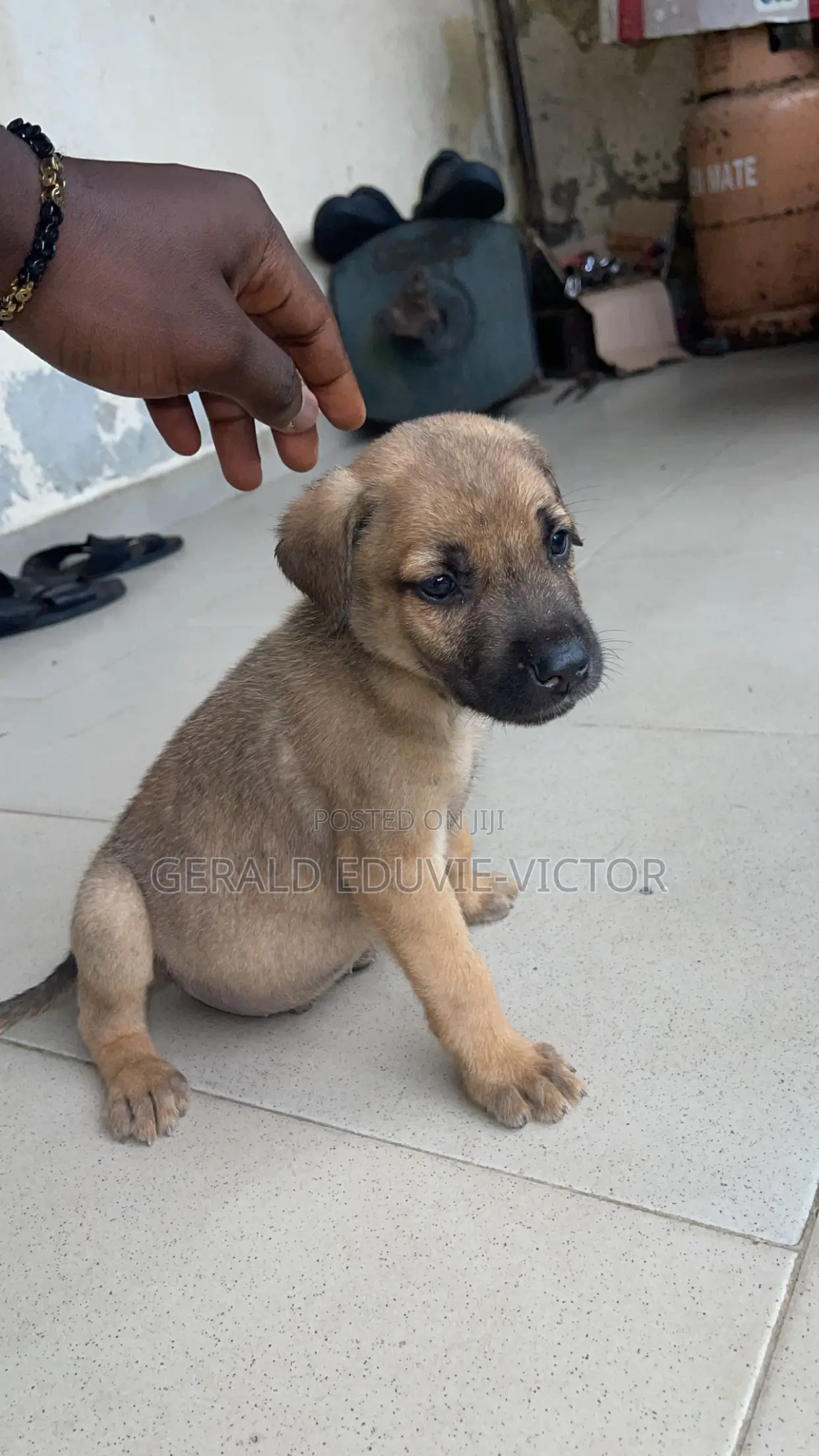 1-3 months Male Mixed Breed Boerboel