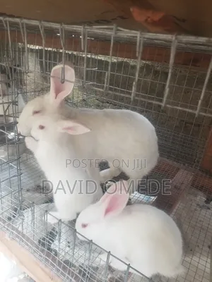 New Zealand White Weaners