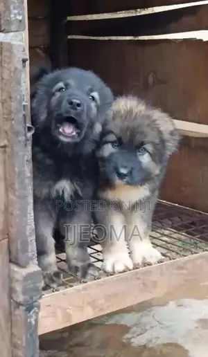 1-3 months Male Purebred Caucasian Shepherd