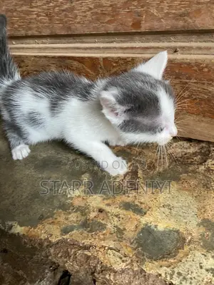 1-3 months Female Purebred Cat