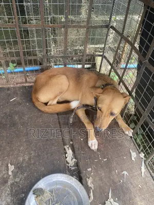 3-6 months Female Mixed Breed Dog