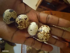 Infertile Quail Eggs for Sale