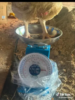 Broilers for Sale