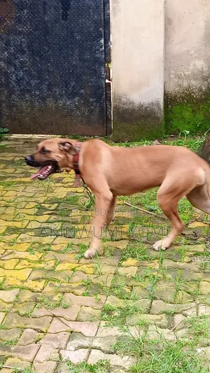 6-12 months Female Purebred Boerboel