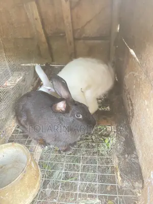 Adult Rabbit