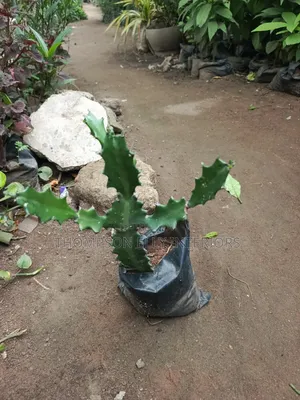 Candelabra Cactus/ Dragon Bones
