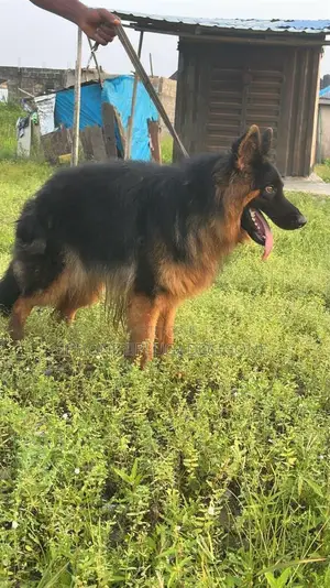 1+ year Male Purebred German Shepherd