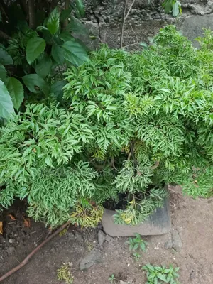 Ming Aralia