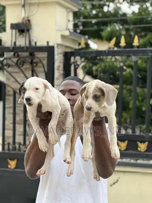 1-3 months Female Purebred American Pit Bull Terrier
