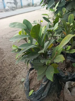 Chinese Banyan/ Curtain Fig