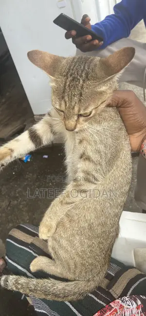 6-12 months Female Purebred Cat