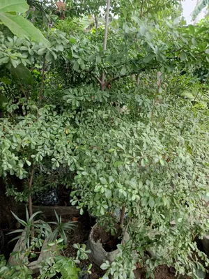 Umbrella Tree/Madagascar Almond