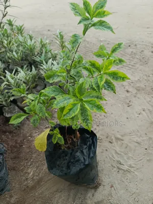 Golden Hedge/Duranta