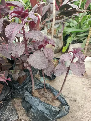 Coleus or Painted Nettle.