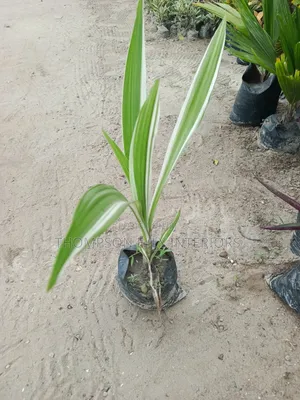 Variegated Spider Lily/ Crinum